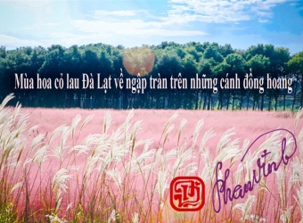 Mùa hoa cỏ lau Đà Lạt về ngập tràn trên những cánh đồng hoang